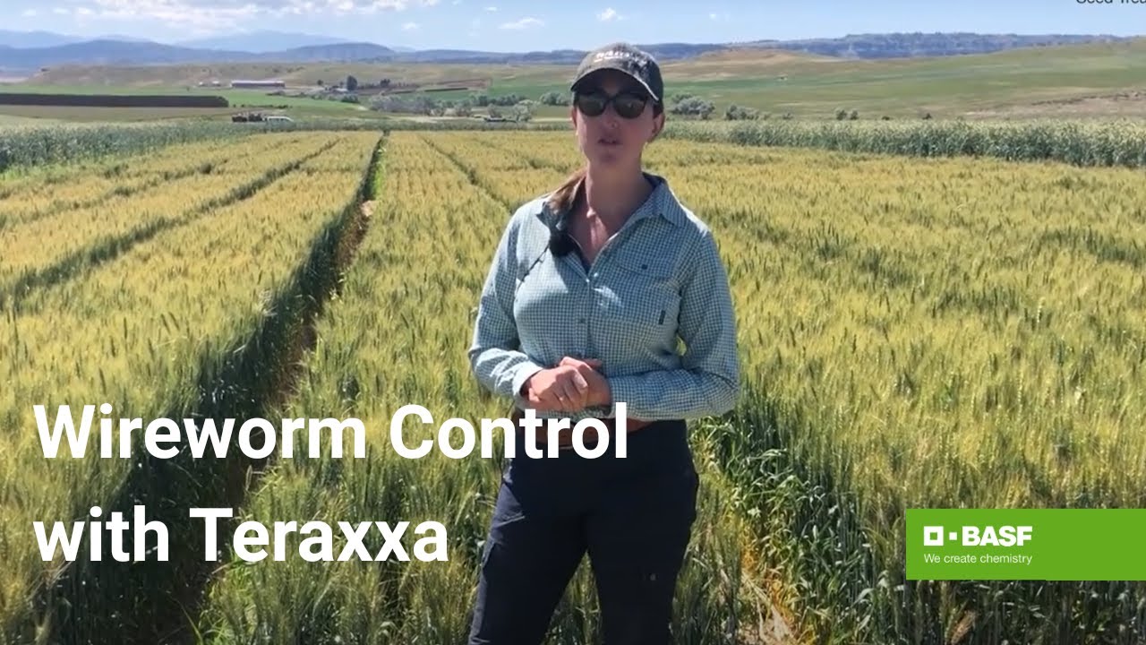 Unlock the Power of Reddy Anna ID: A Complete Guide for Modern Professionals